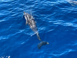 Jonian dolphin